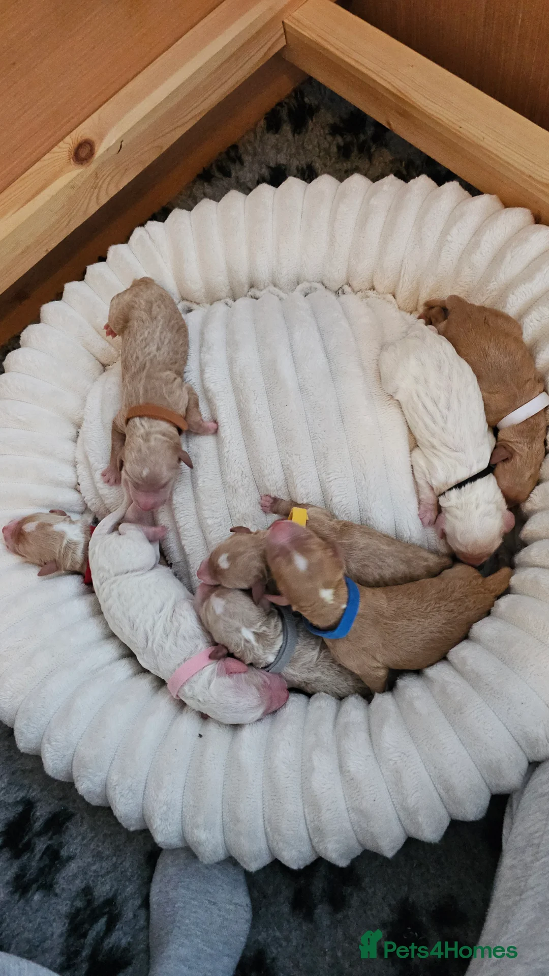 Australian Labradoodle dogs for sale: STUNNING LITTER OF AUSTRALIAN LABRADOODLES  - Advert 10