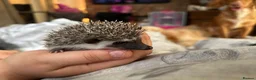 Pygmy Hedgehog rodents for sale: For sale - Advert 1