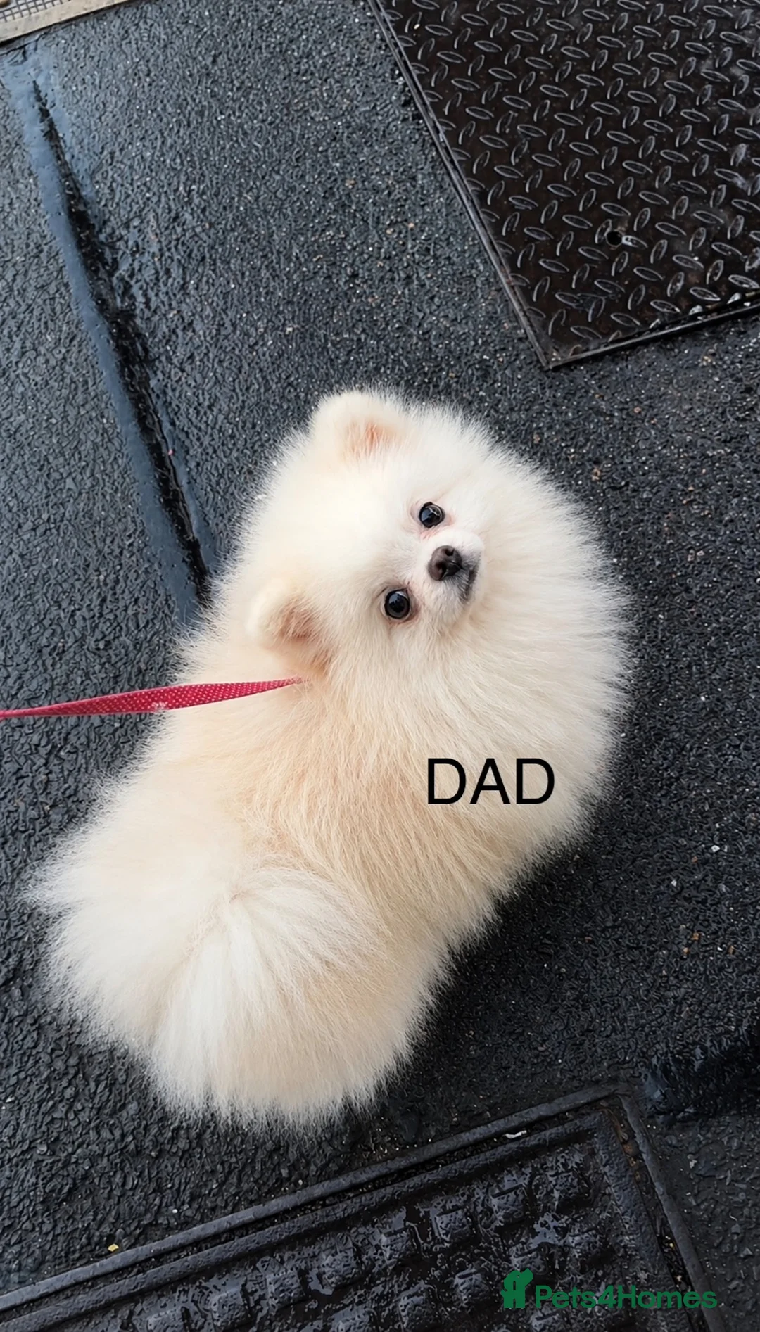 Pomeranian dogs for sale: Bear Type Pomeranian for sale  **  in Bromley - Advert 1