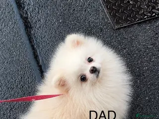 Pomeranian dogs Bear Type Pomeranian for sale ** - Advert 1