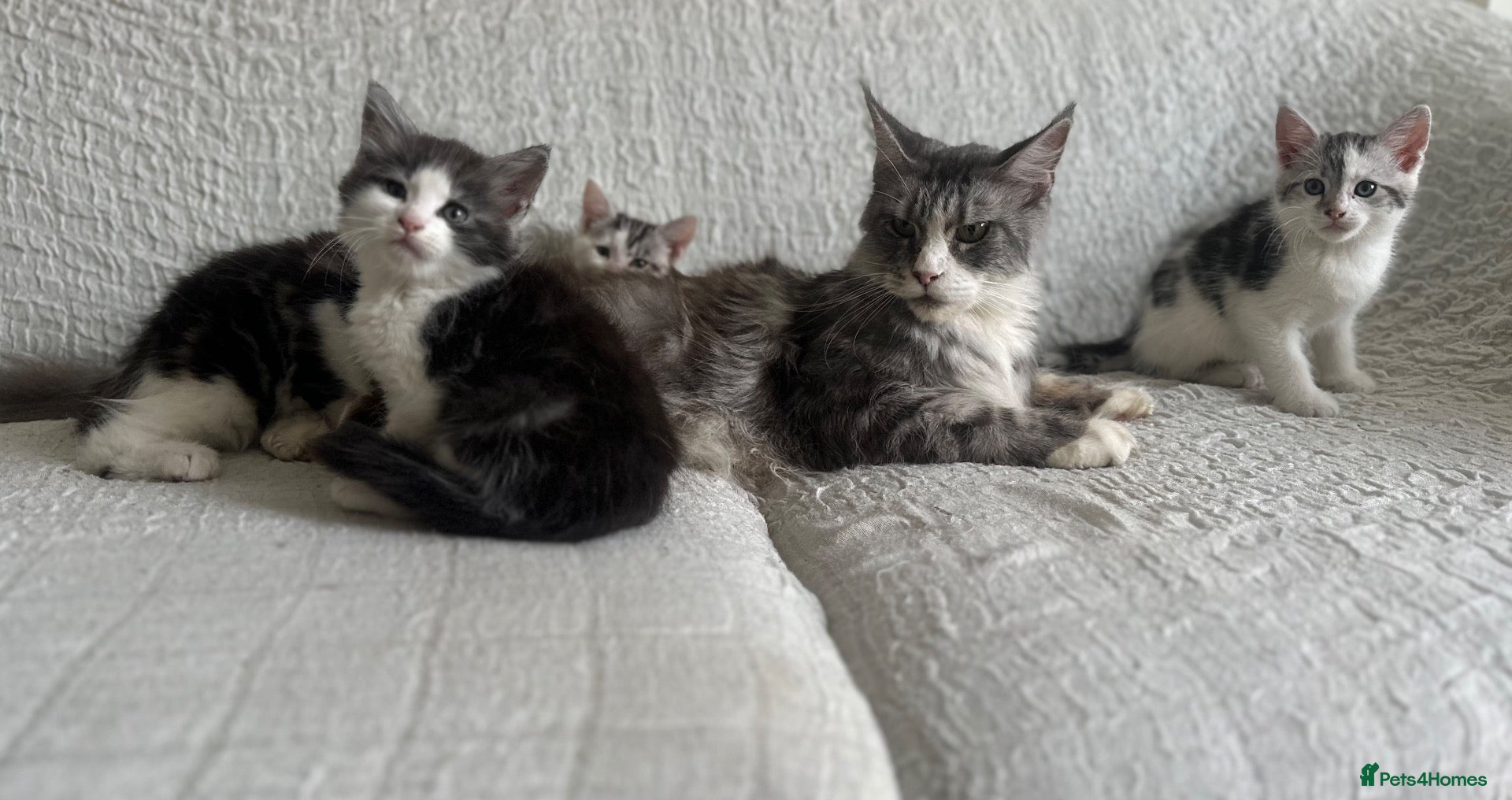 Maine Coon cats STUNNING MAINE COON KITTENS - Advert 6