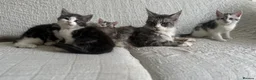 Maine Coon cats for sale: STUNNING MAINE COON KITTENS - Advert 1