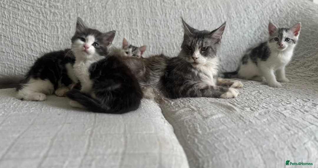 Maine Coon cats for sale: STUNNING MAINE COON KITTENS - Advert 1