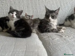 Maine Coon cats STUNNING MAINE COON KITTENS - Advert 8