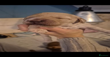 Australian Labradoodle dogs Australian Labradoodle Puppies  - Advert 9