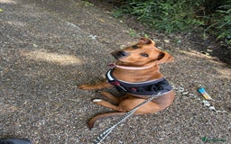 Mixed Breed dogs for sale: German Shep x mastiff  - Image 4