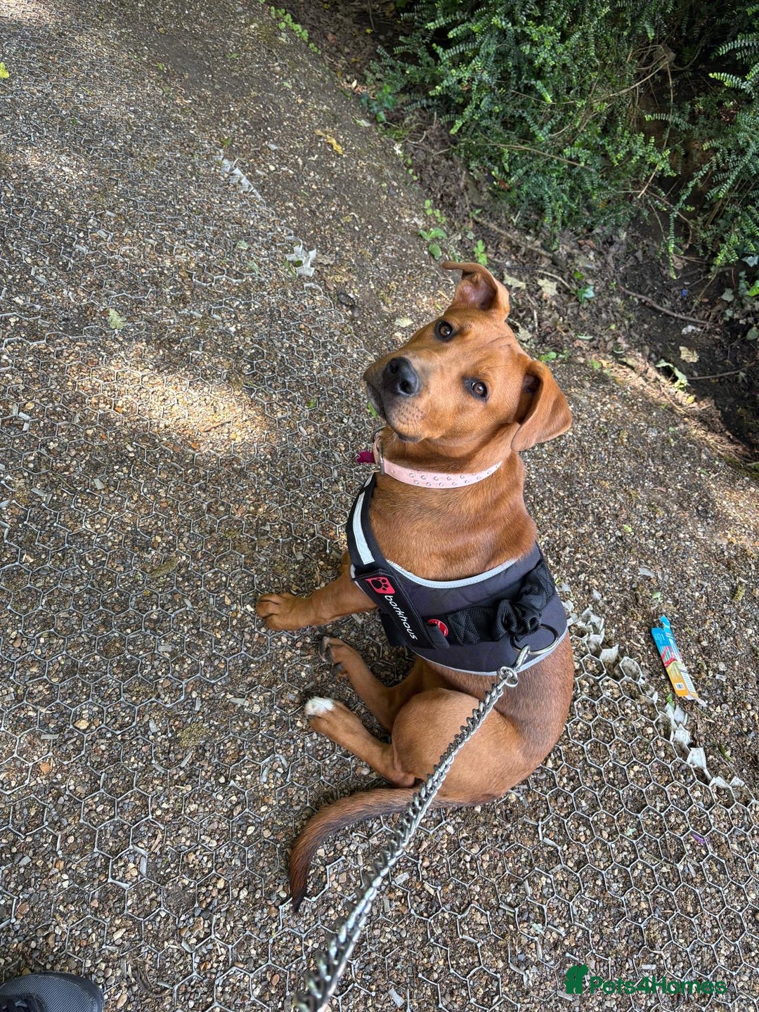 Mixed Breed dogs for sale: German Shep x mastiff  - Image 4