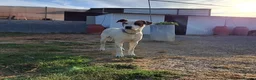 Mixed Breed dogs for adoption: CLAUDIO❤️🚨🐾 - Advert 7