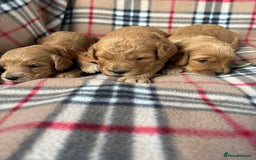 Cockapoo dogs for sale: Stunning F1 cockerpoo puppies - Image 4