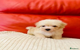 Maltipoo dogs for sale: Gorgeous Maltipoo Puppies  - Image 11