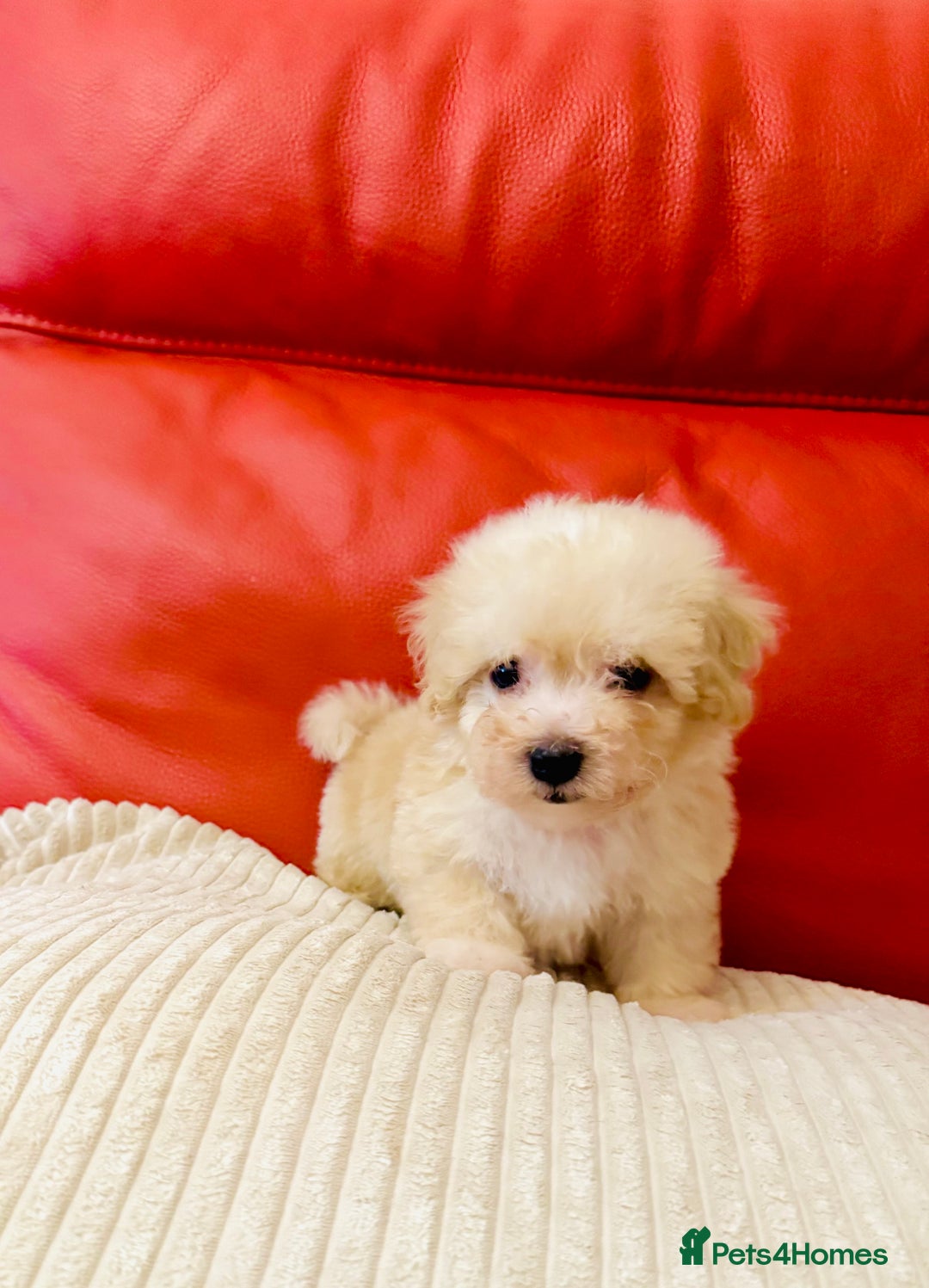 Maltipoo dogs for sale: Gorgeous Maltipoo Puppies  - Image 11