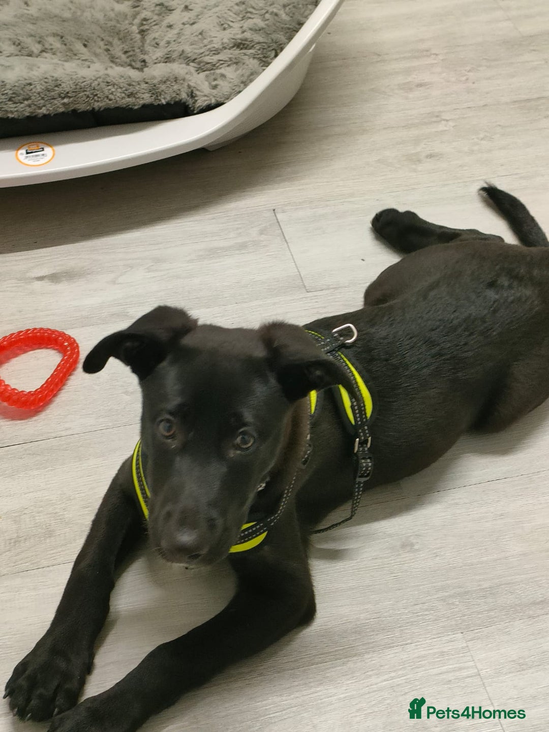 Mixed Breed dogs for sale: 14 week German shepard x rottweiler  - Image 1