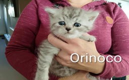 Persian cats for sale: Persian Cross - Ready 12th November  - Image 17