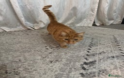 British Shorthair cats for sale: Milo, a short-haired ginger cat seeks loving home - Image 7