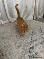 British Shorthair cats Milo, a short-haired ginger cat seeks loving home - Advert 4