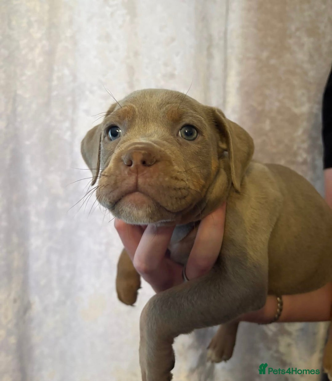 Olde English Bulldogge dogs for sale: Olde English bulldog puppies  - Advert 6