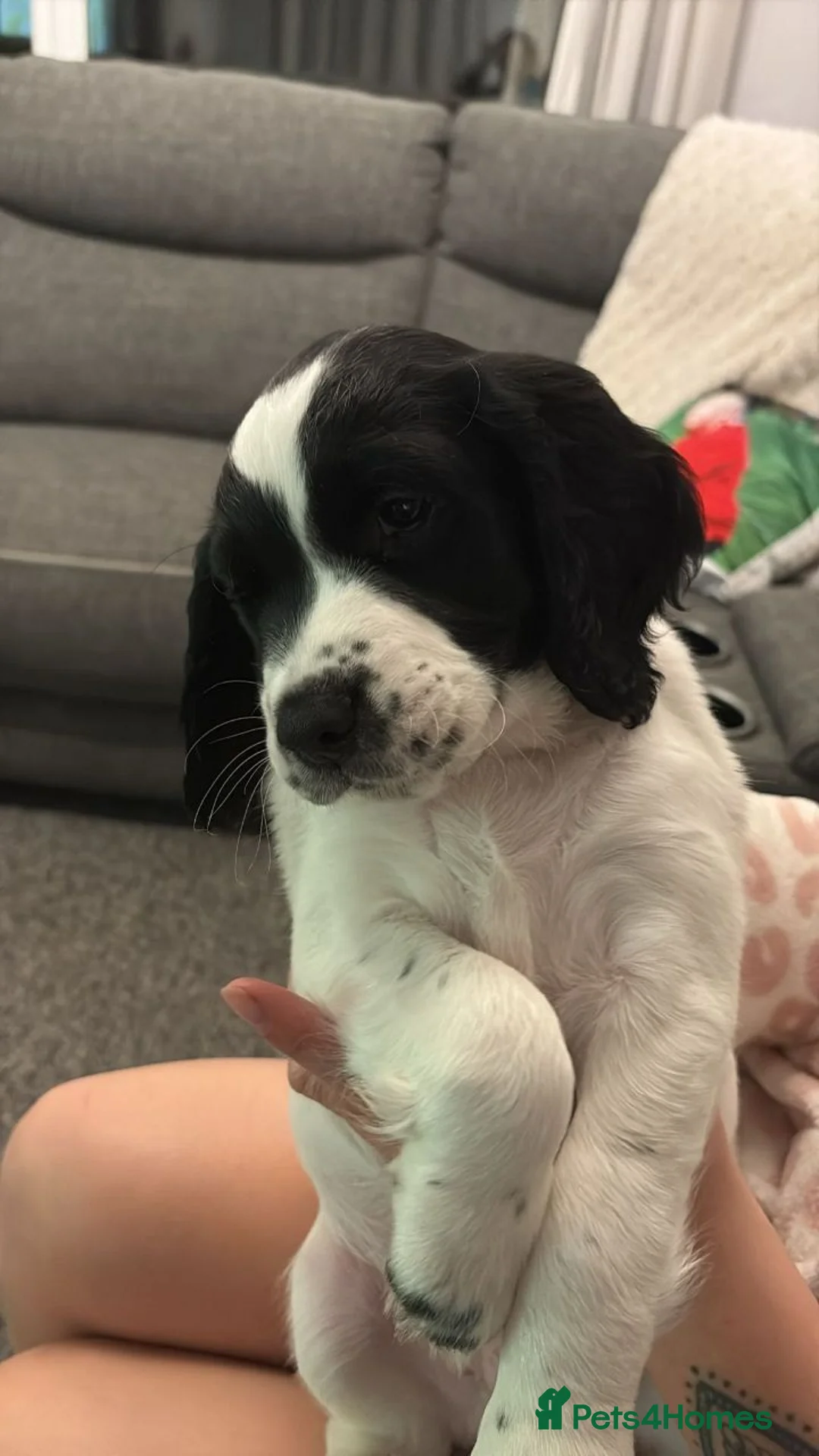 Sprocker dogs for sale: Adorable Sprocker Puppies in Bridgwater - Advert 2