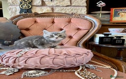 British Shorthair cats for sale: VERSACE - LUXURY BRITISH SHORTHAIR KITTENS 🏆 - Image 2
