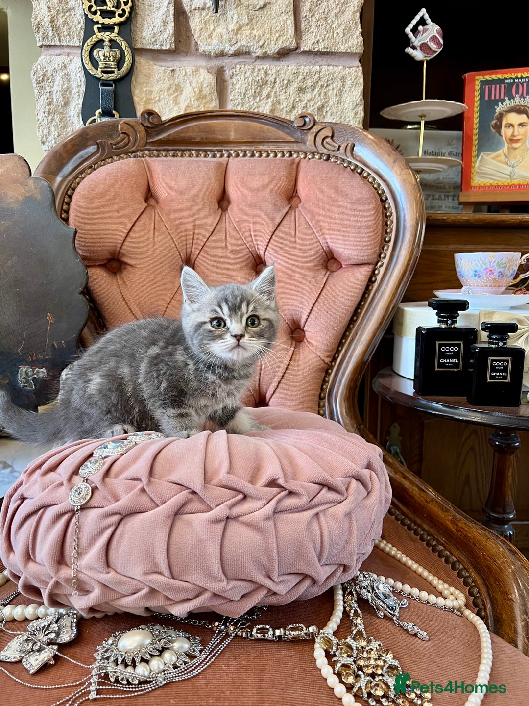 British Shorthair cats for sale: VERSACE - LUXURY BRITISH SHORTHAIR KITTENS 🏆 - Image 2