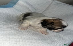 Shihpoo dogs for sale: Shihpoos  - Image 10