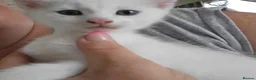 Turkish Angora cats for sale: 2 babies looking for their forever homes  - Advert 2