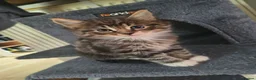Mixed Breed cats for sale: 4 BEAUTIFUL KITTENS FOR SALE  - Advert 5