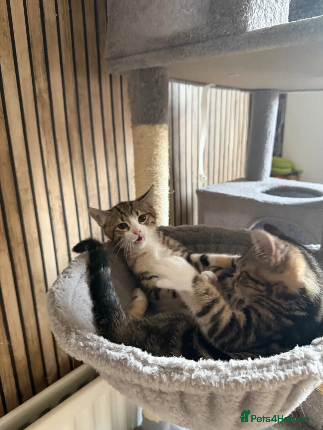 Mixed Breed cats for sale: Beautiful 4 kittens looking for a loving home  in Blackpool - Advert 10