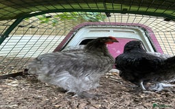 Chickens poultry for sale: Beautiful young  blue/grey Cochin cockerel  - Image 2