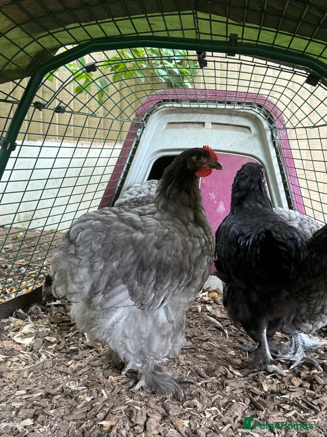 Chickens poultry for sale: Beautiful young  blue/grey Cochin cockerel  - Image 2