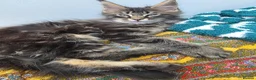 Maine Coon cats for sale: XL stunning maine coon kittens - Advert 1