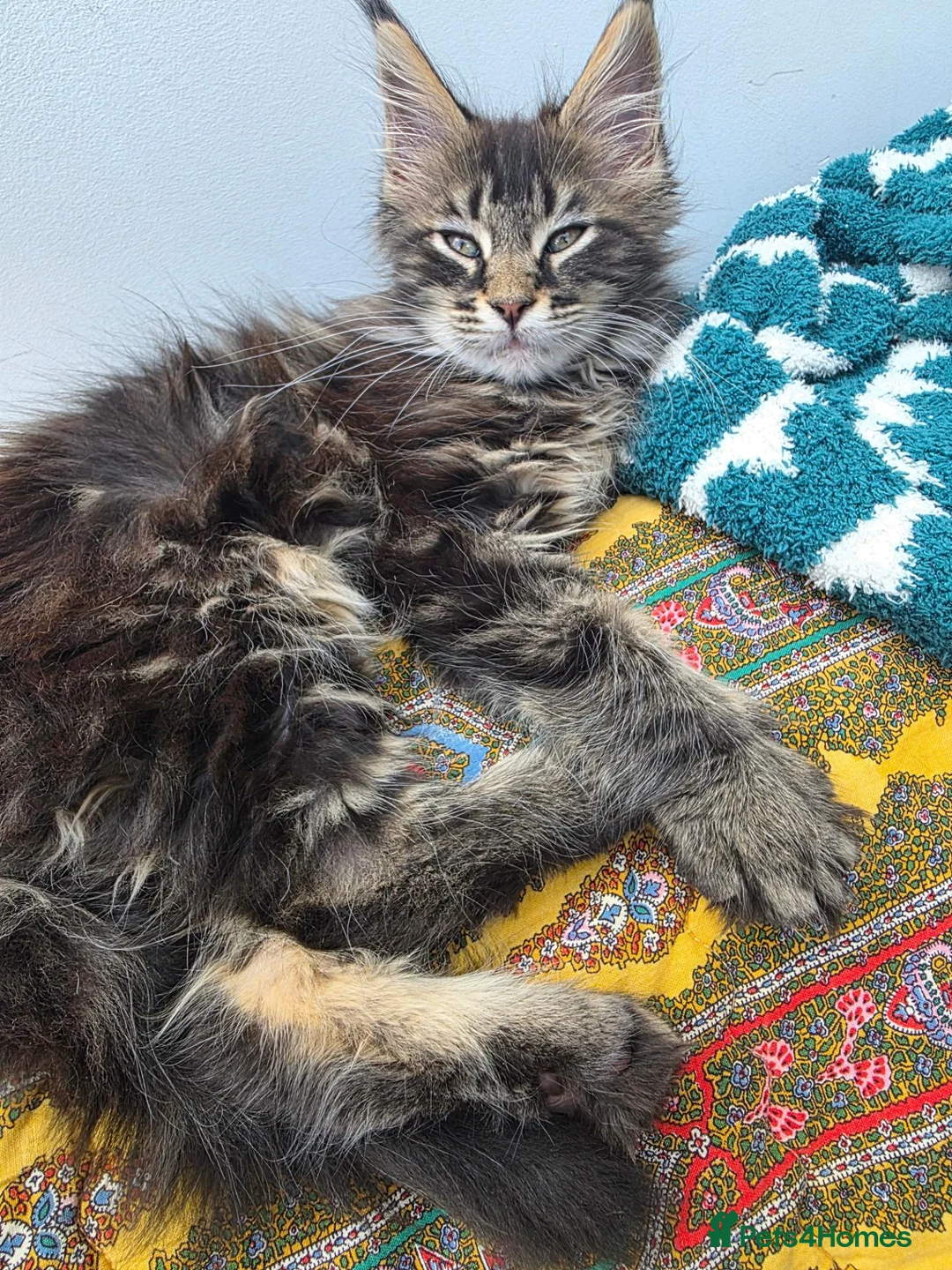 Maine Coon cats for sale: XL stunning maine coon kittens - Advert 1