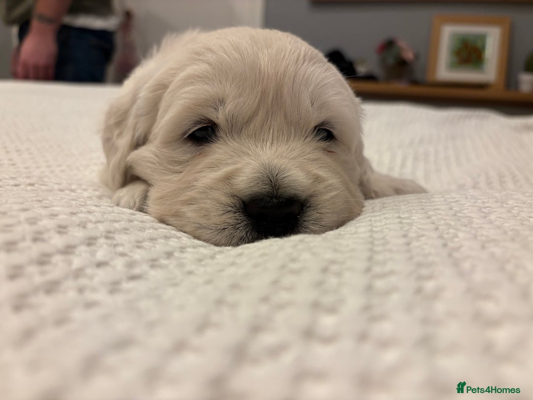 Golden Retriever dogs for sale: KC registered Golden retriever boy puppy - Advert 3