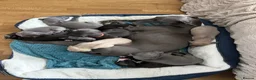 Whippet dogs for sale: Beautiful Whippet Puppies  - Advert 14