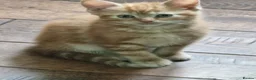 Domestic Shorthair cats for sale: Playful ginger boy,  - Advert 9