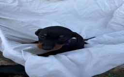 Dachshund dogs for sale: miniature dachshund   - Image 8