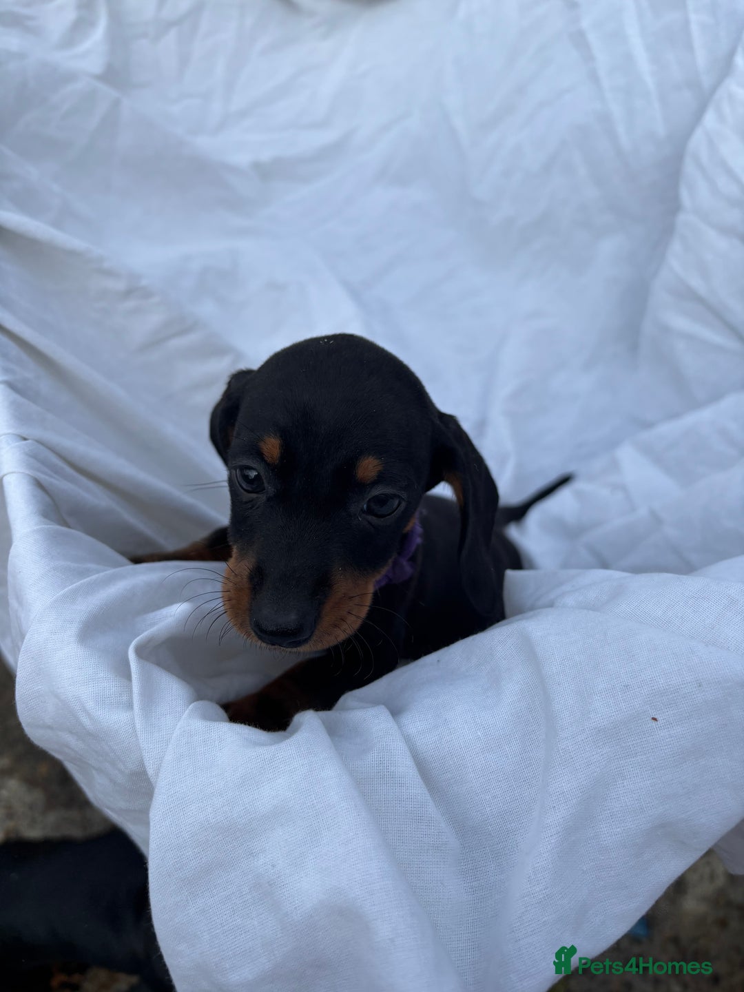 Dachshund dogs for sale: miniature dachshund   - Image 8