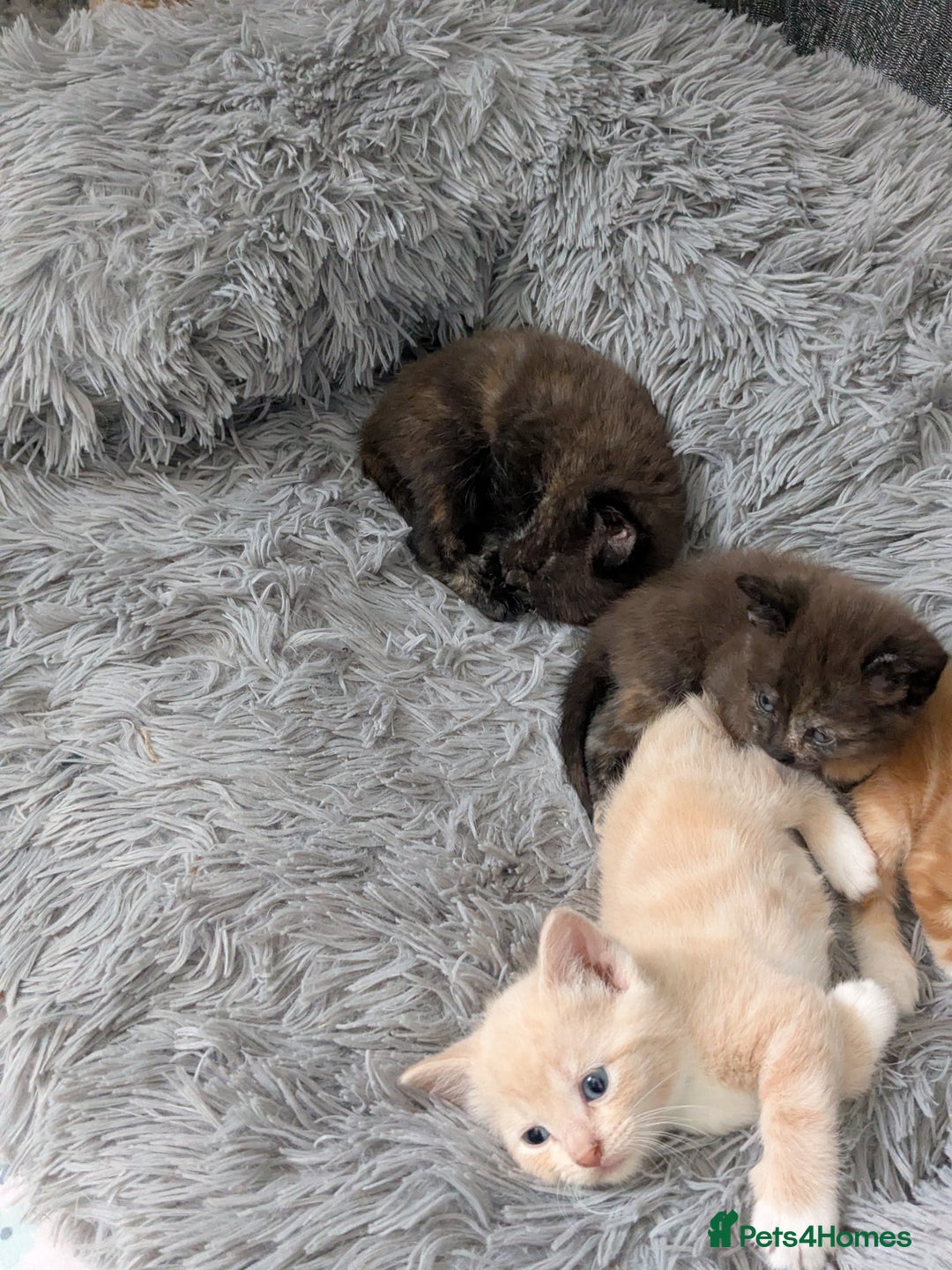 Mixed Breed cats for sale: Siamese/ragdoll/Scottish fold  - Image 12