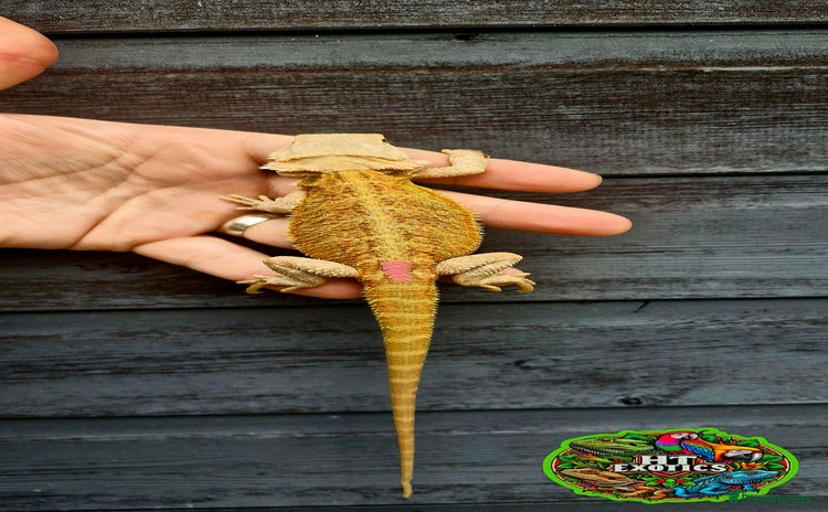 Bearded Dragon reptiles - Advert 11