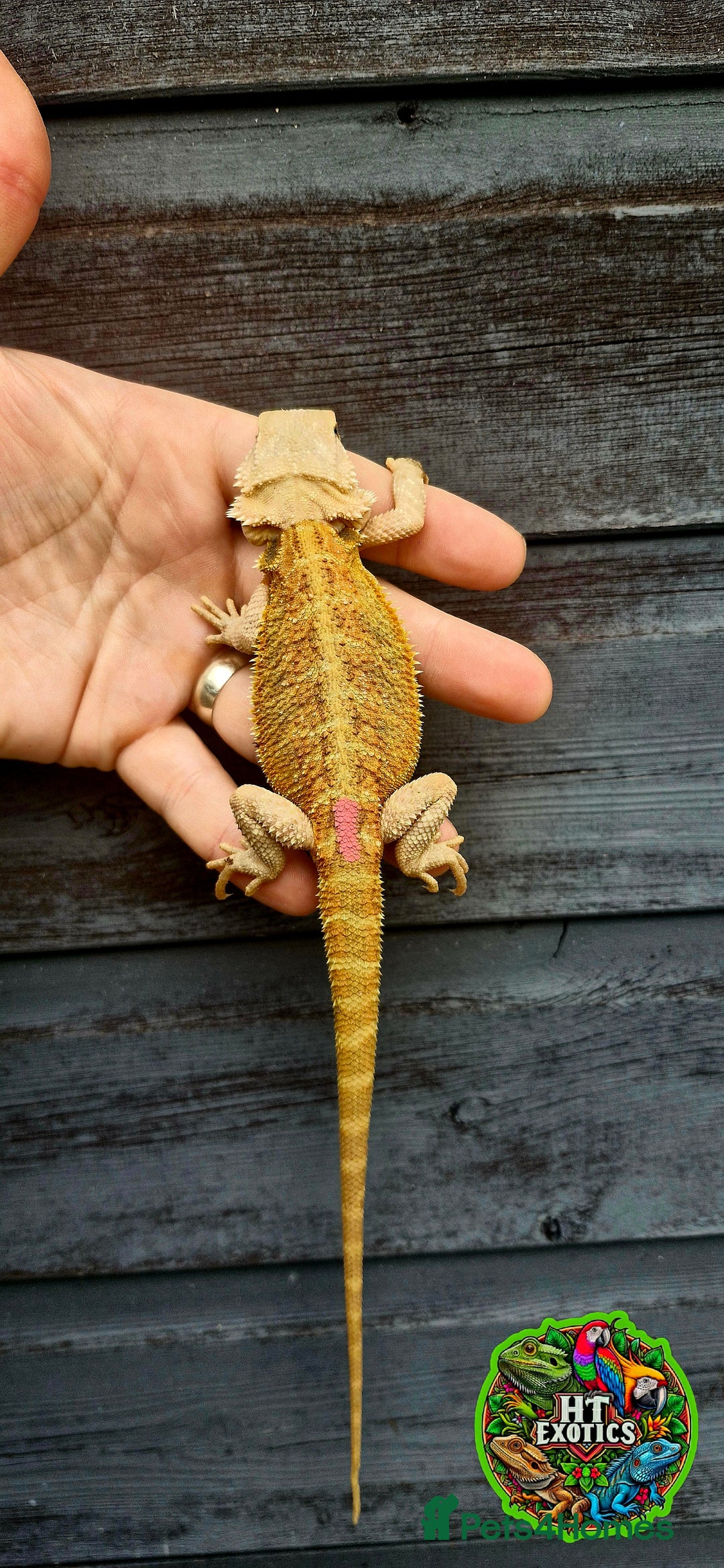Bearded Dragon reptiles for sale: Bearded dragons for sale (Price reduced) - Image 1