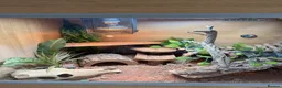 Bearded Dragon reptiles for sale: Year old bearded dragon for sale - Advert 4