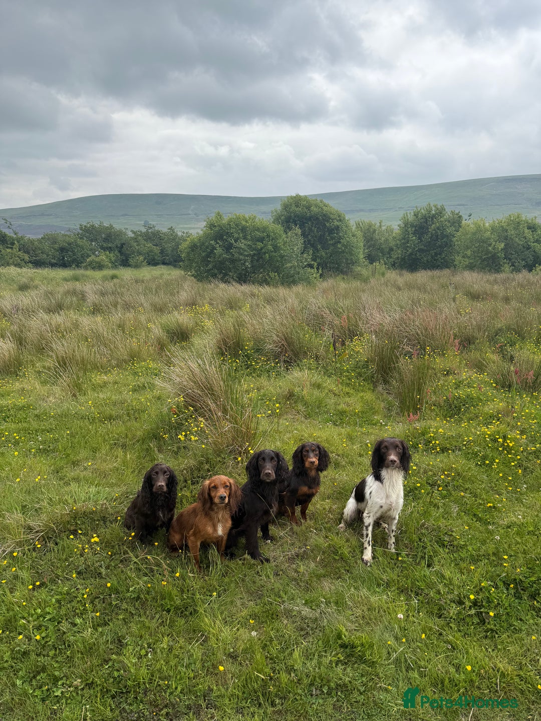 Cocker Spaniel dogs for sale: Stunning KC Working Cocker Spaniel Puppies - Image 14