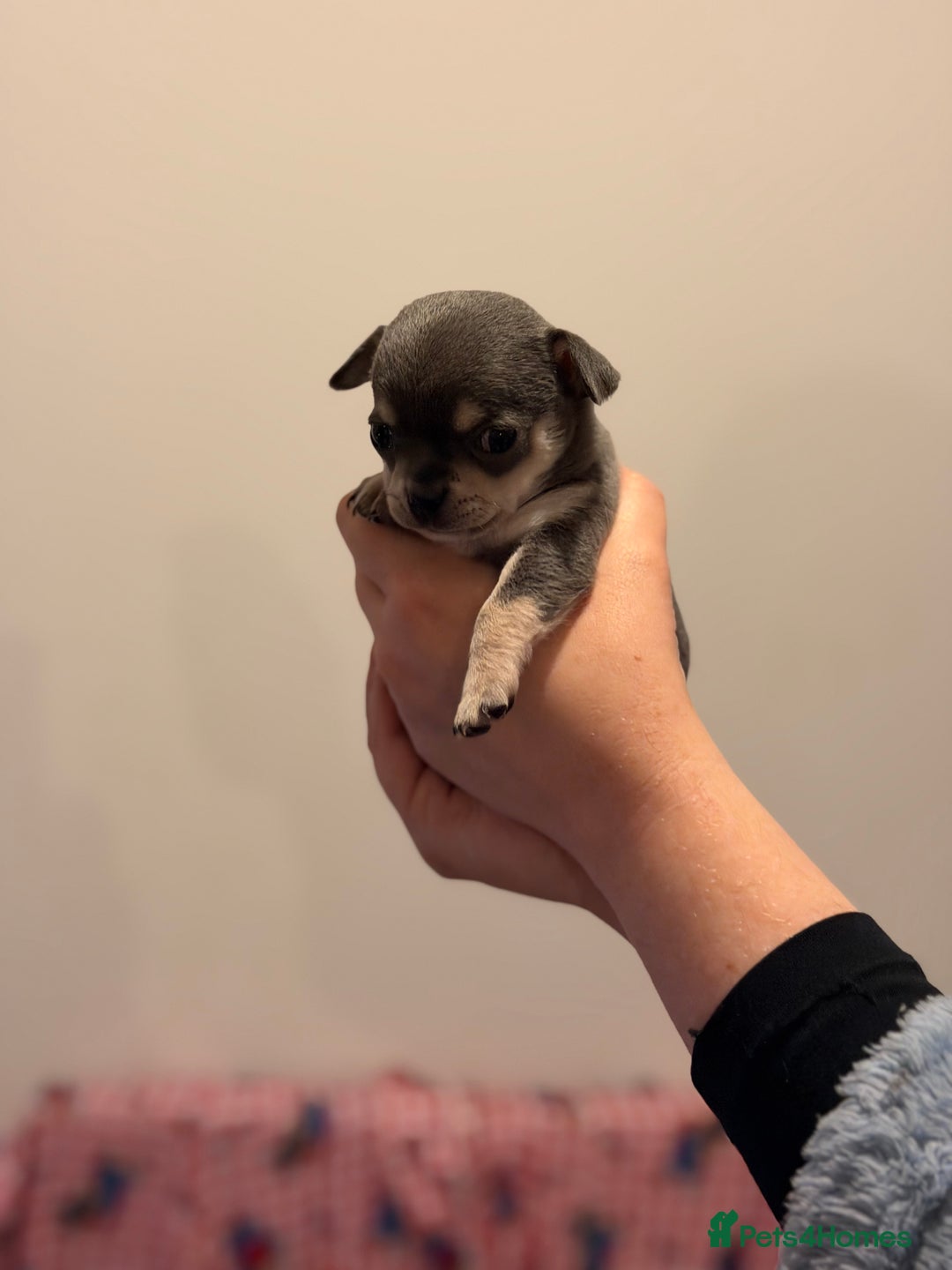Chihuahua dogs for sale: Tiny apple head chihuahuas - Image 17
