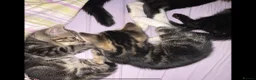 Mixed Breed cats for sale: Short haired mixed breed kittens  in Dorking - Advert 7