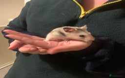 Hamster rodents for sale: Lovely Syrian Hamster  - Image 5