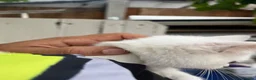 Turkish Van cats for sale: 6 Beautiful Kittens Looking for Loving Homes 🐾 - Advert 7