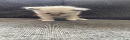 Ragdoll cats for sale: 🐾 GCCF Ragdoll Kittens🐾 - Advert 4