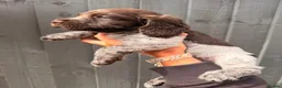 Cocker Spaniel dogs for sale: Quality health tested working cocker puppies - Advert 6