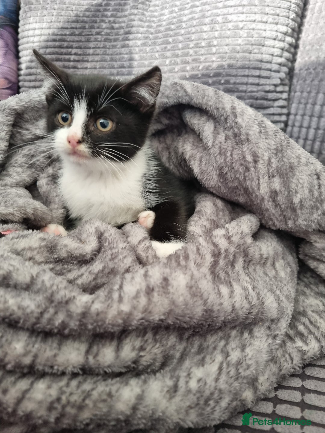 Mixed Breed cats for sale: 3 little kittens for sale - Advert 3