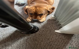 Beaglier dogs for sale: Beaglier needing new home - Image 2