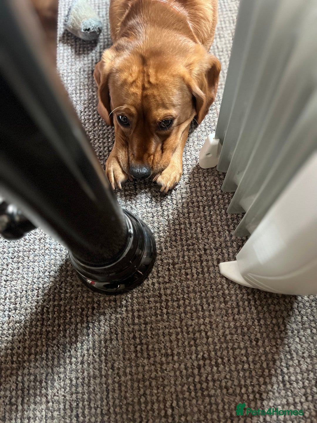 Beaglier dogs for sale: Beaglier needing new home - Image 2